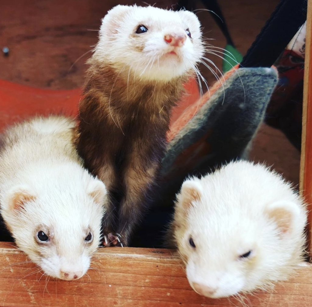 Things to consider when rescuing / rehoming a ferret - Alpha Feeds